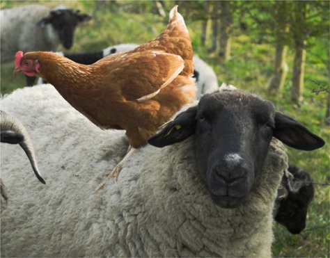 Una oveja con una gallina encima